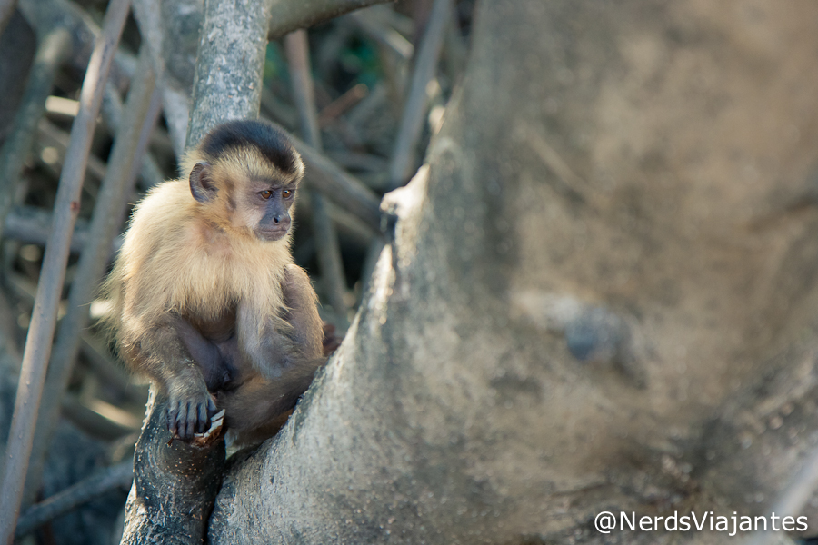 Macaco-prego em Vassouras