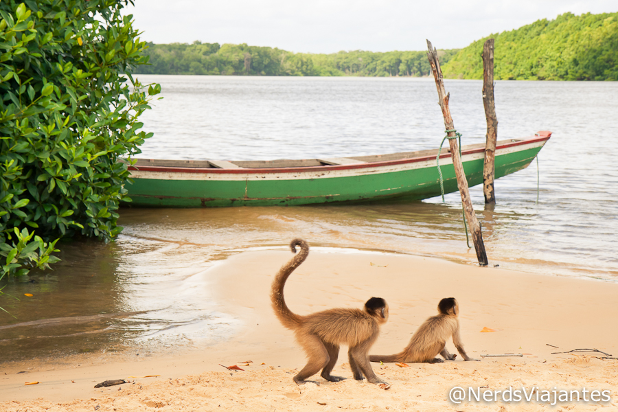 Macacos-prego nos Pequenos LenÃ§Ã³is