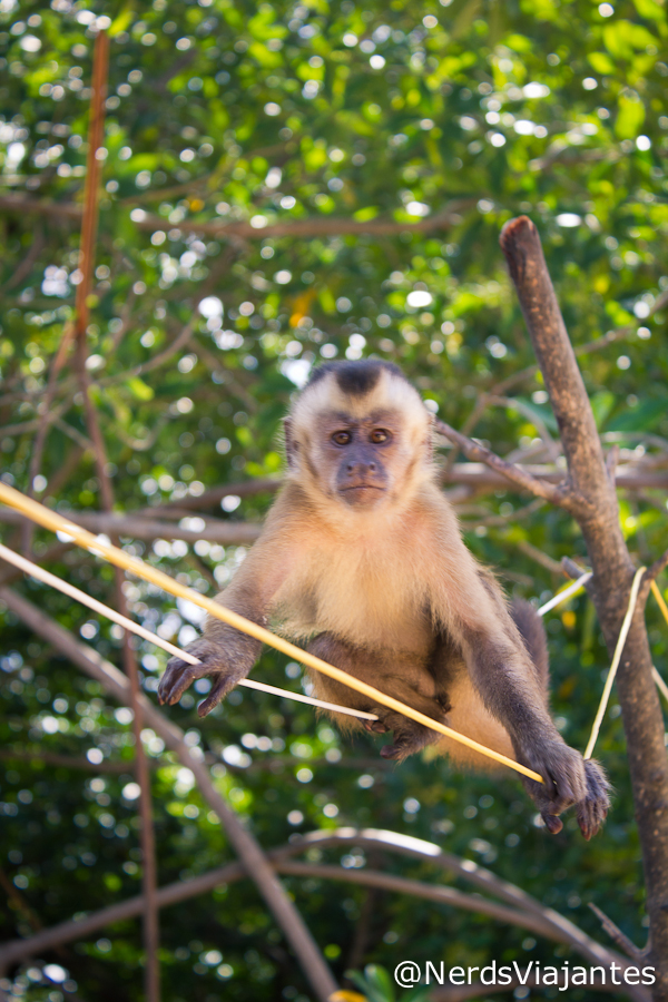 Macaco-prego em Vassouras
