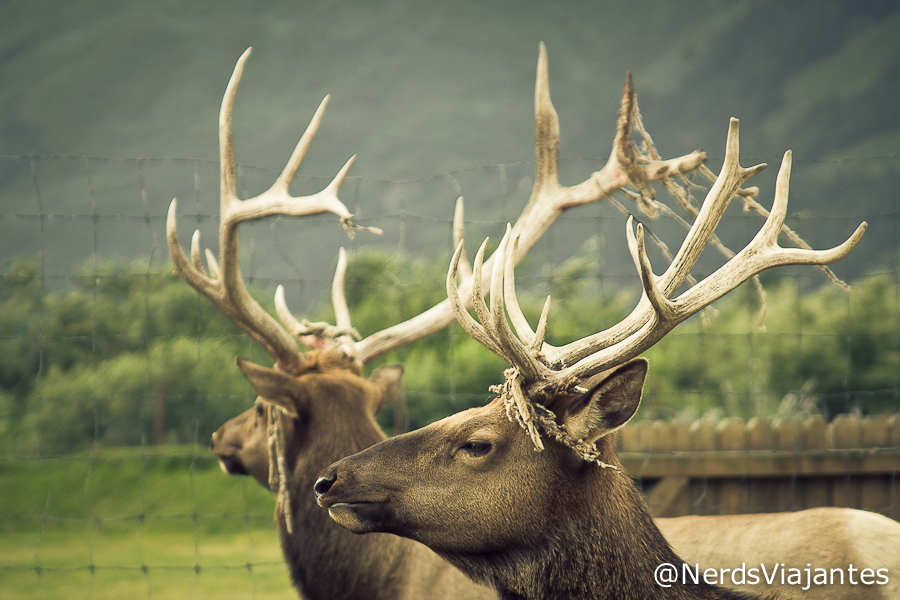 Elks - Alaska Wildlife Conservation Center - Alasca - Estados Unidos
