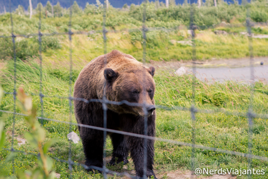Urso - Alaska Wildlife Conservation Center - Alasca - Estados Unidos