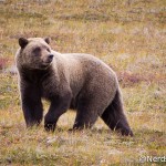 Revelando a Foto – Urso no Denali National Park