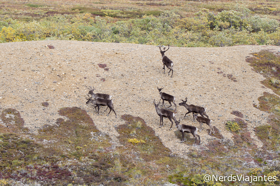Grupo de caribous no Denali National Park