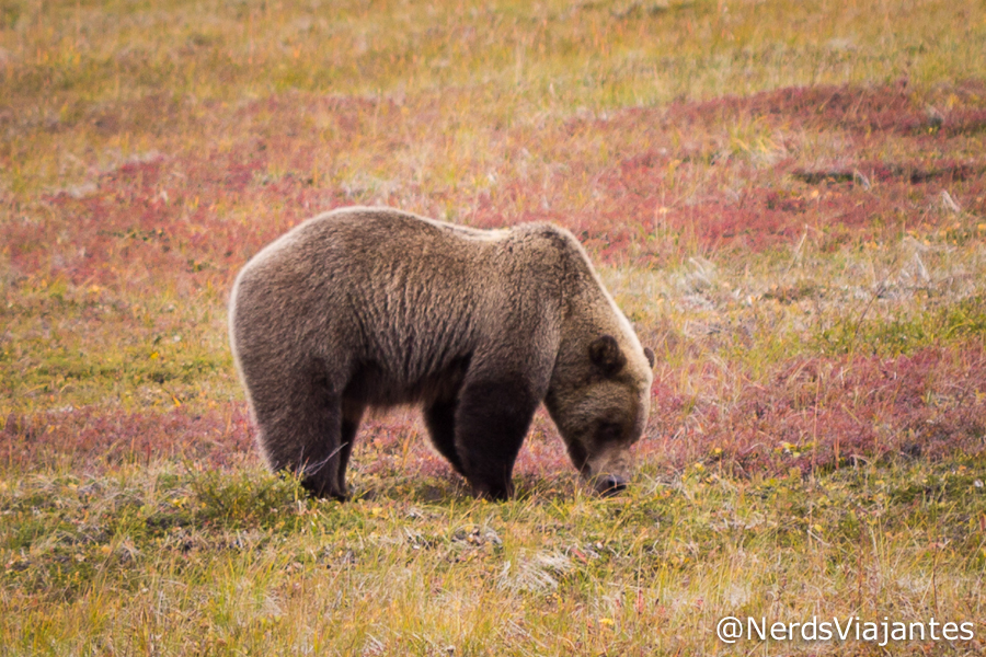 Urso no Denali National Park