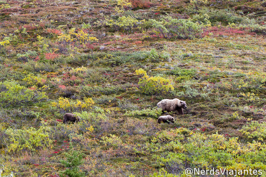 Mamãe ursa e dois filhotes no Denali National Park