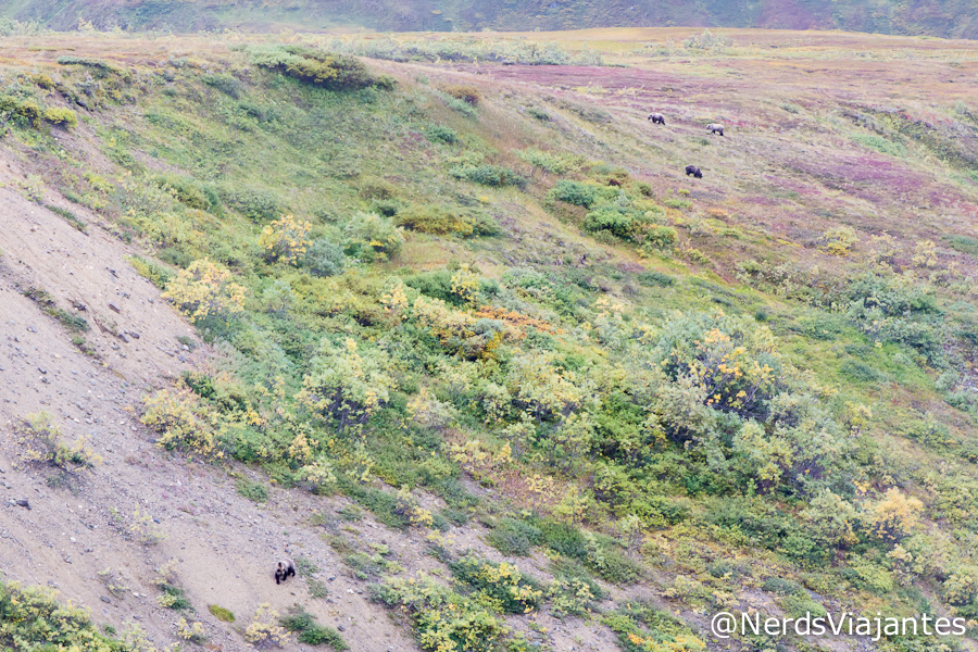Quatro ursos que avistamos no Denali National Park