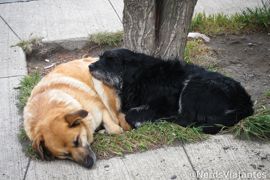 Cachorros descansando juntos na cidade de Puerto Natales - Patagônia Chilena