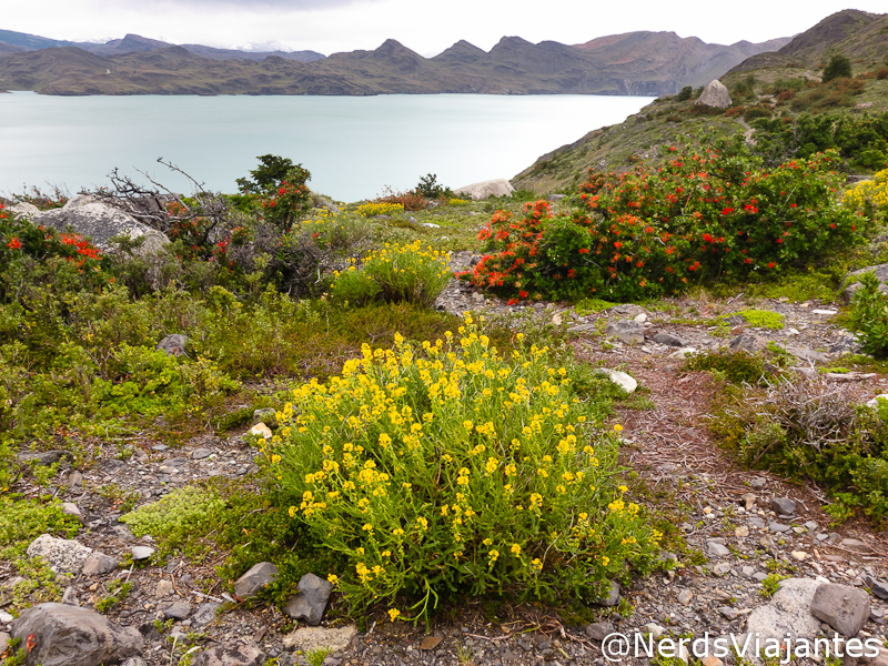 Muitas flores na trilha ao lado do lago Nordenskjold no parque Torres del Paine - Patagônia Chilena