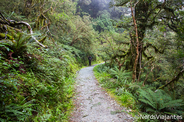 Linda trilha no meio de floresta úmida no Fiordland National Park - Nova Zelândia