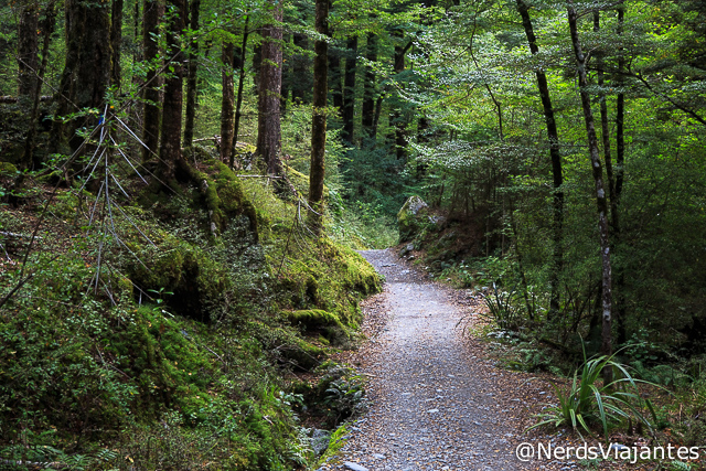 Trecho da Routeburn Track no meio de floresta de Nothofagus - Nova Zelândia