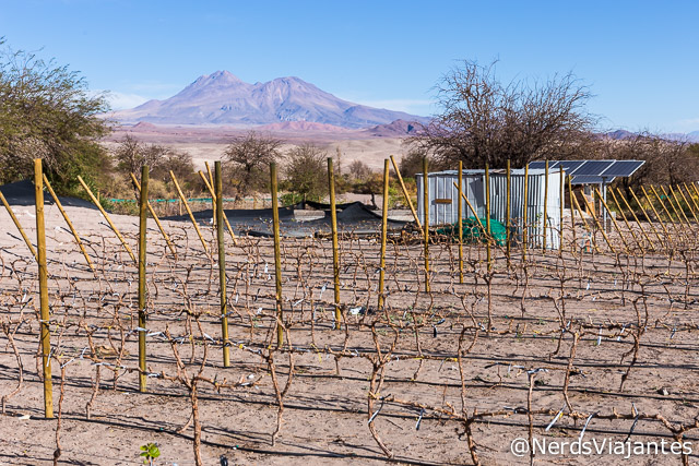 Tour do Vinho no Atacama - Chile