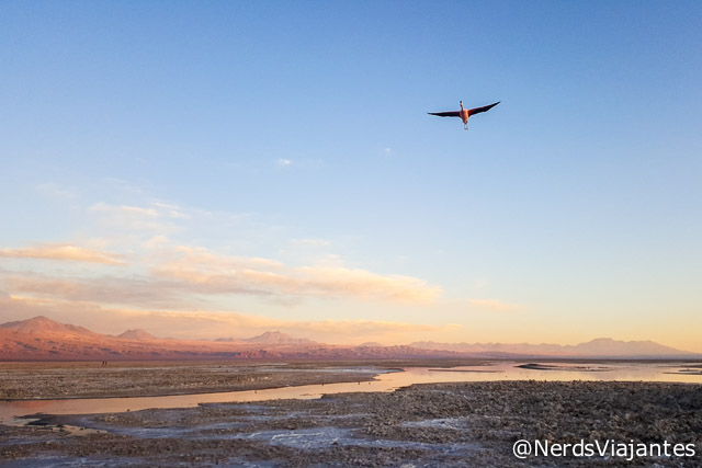 Flamingos sobrevoando o Salar do Atacama - Atacama - Chile