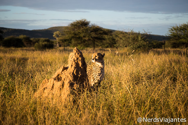 Cheetah na fundação Africat - Namíbia