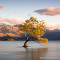 That Wanaka Tree, a linda árvore que fica dentro do lago na cidade de Wanaka - Nova Zelândia